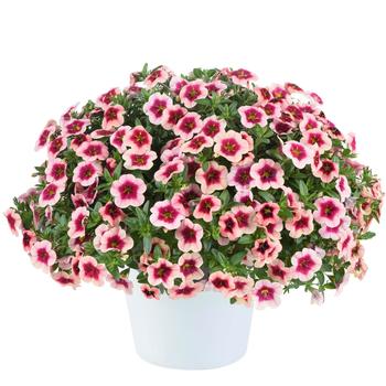 Calibrachoa 