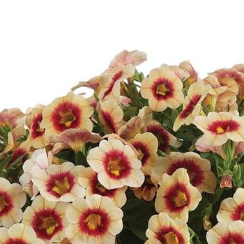 Calibrachoa Eyeconic™ Apricot