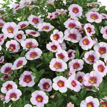 Calibrachoa Eyeconic™ Cherry Blossom