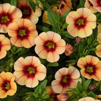 Calibrachoa 