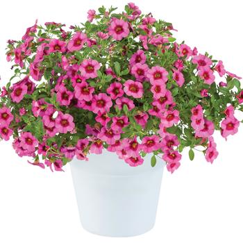 Calibrachoa 