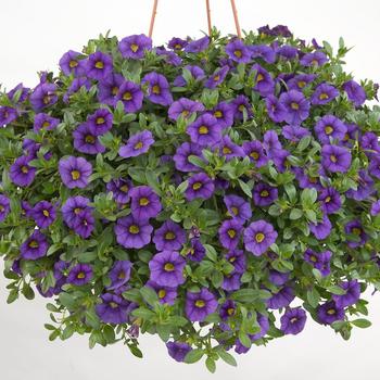 Calibrachoa Noa® 'Blue Legend'