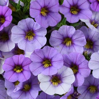 Calibrachoa Ombre™ Blue