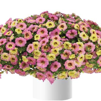 Calibrachoa 