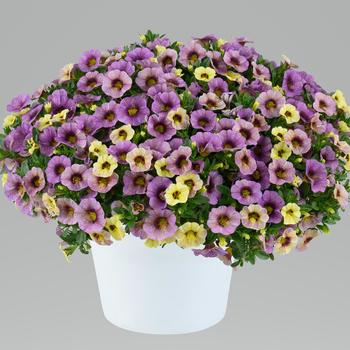 Calibrachoa 