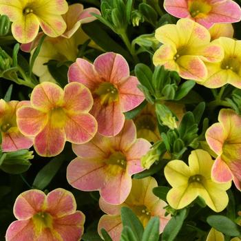 Calibrachoa Ombre™ Yellow