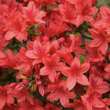 Rhododendron Southern Indica Hybrid 'Red Formosa' 