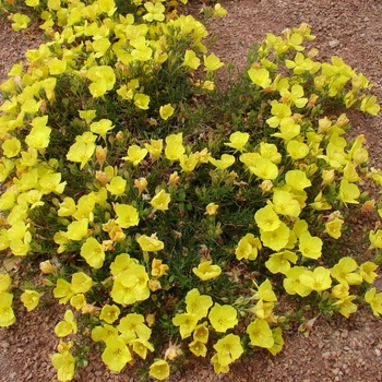 Calylophus serrulatus 'Prairie Lode'