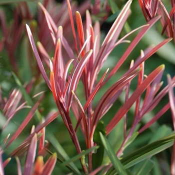 Podocarpus macrophyllus 'Emerald Flame™' 