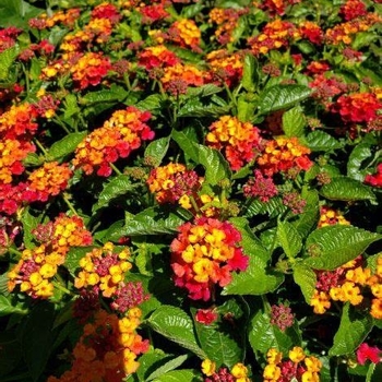 Lantana camara 'Red Spread' 