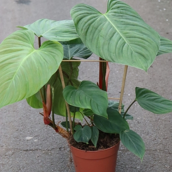 Philodendron nangaritense