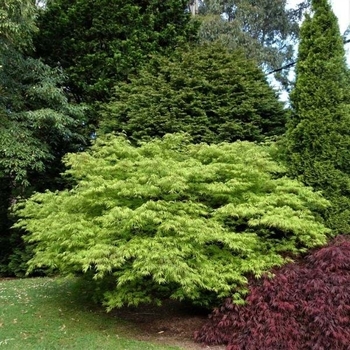 Acer palmatum 'Germaine's Gyration' 