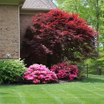 Acer palmatum 'Red Emperor' 