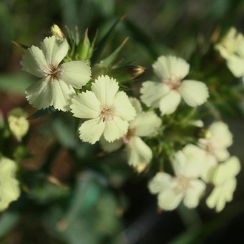 Dianthus knappii 'Yellow Harmony' 