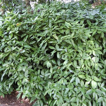 Aucuba japonica 'Variegata' 