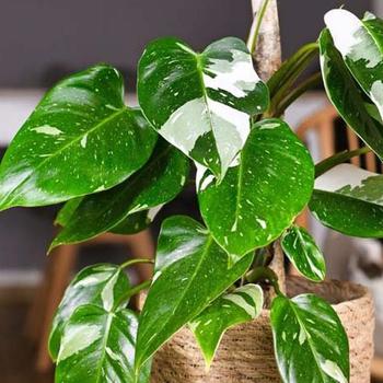 Philodendron erubescens 'White Princess' 