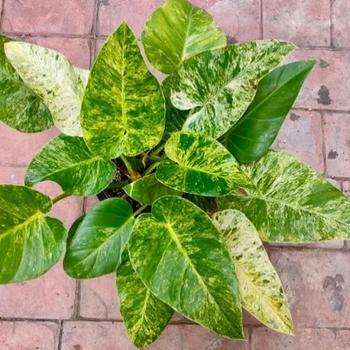 Philodendron giganteum 'Variegata' 