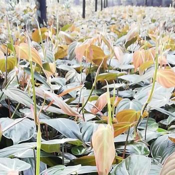 Philodendron hederaceum var. hederaceum 'Micans' 