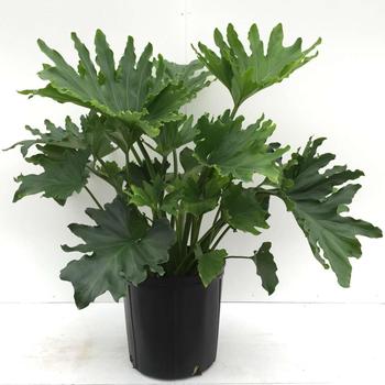 Philodendron selloum 'Hope' 