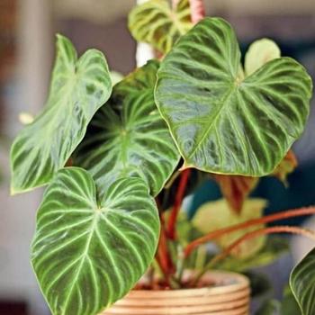 Philodendron verrucosum