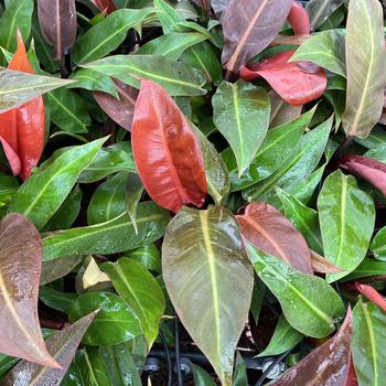 Philodendron 'Sun Red' 