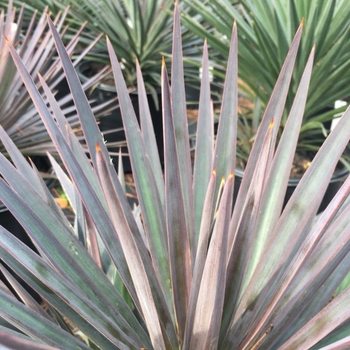 Yucca aloifolia 'Magenta Magic' 