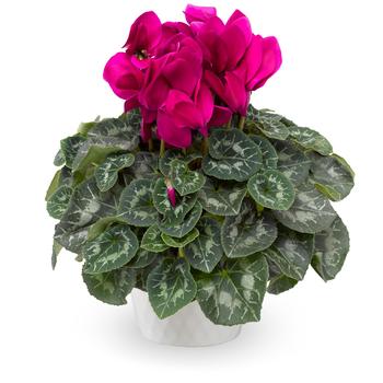 Cyclamen persicum Eco™ Purple