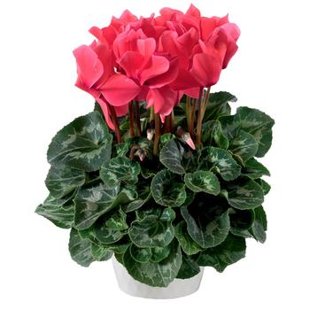 Cyclamen persicum Eco™ Salmon