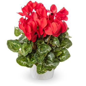 Cyclamen persicum Eco™ Scarlet