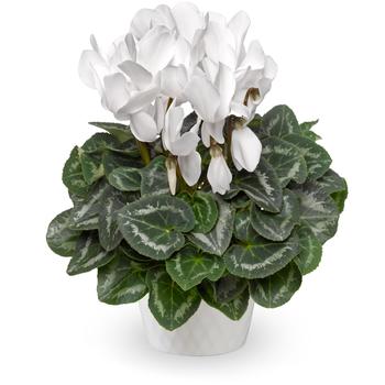 Cyclamen persicum Eco™ White