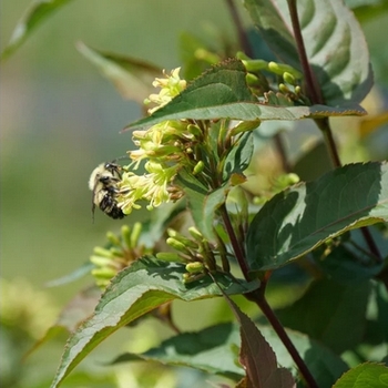 Diervilla rivularis 'Ru-Bee Wren' PP33289