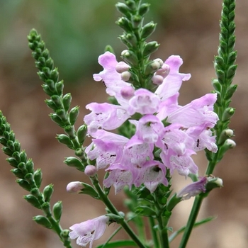Physostegia virginiana 'Pink Manners' PP23482