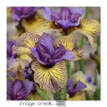 Iris sibirica 'Purring Tiger' 