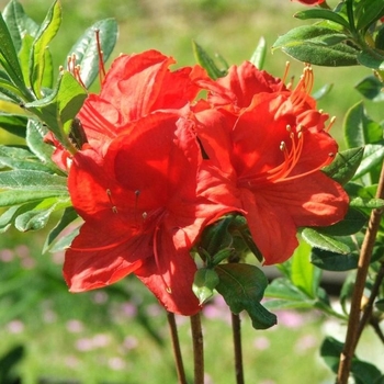 Rhododendron 'Robert E. Lee' 