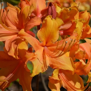 Rhododendron 'Stonewall Jackson' 