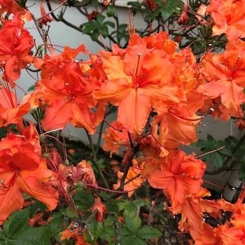 Rhododendron 'Nathan Bedford Forrest' 