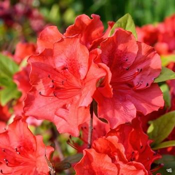 Rhododendron 'Ruby Starburst™' 
