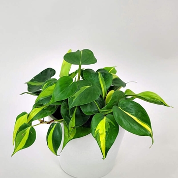 Philodendron hederaceum 'Brasil' 