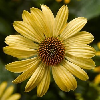 Echinacea purpurea Prairie Blaze™ Golden Yellow