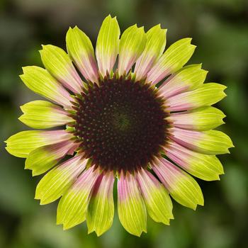 Echinacea purpurea Prairie Blaze™ Vintage Lime