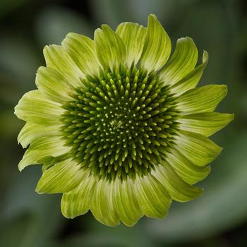 Echinacea purpurea Prairie Blaze™ Green