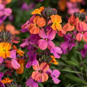 Erysimum linifolium