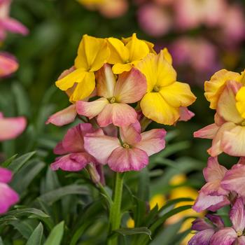 Erysimum linifolium Erysistible™ Yellow Pink