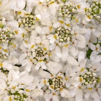 Iberis sempervirens Whistler™ White