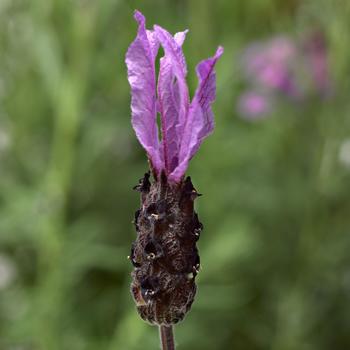 Lavandula stoechas 'Fortissimo Purple' 