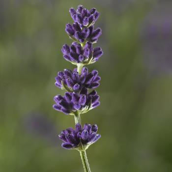 Lavandula angustifolia