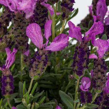 Lavandula stoechas Javelin™ Compact Purple