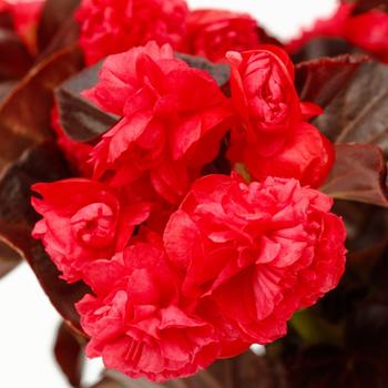 Begonia Birthday Bash™ Chocolate Cherry