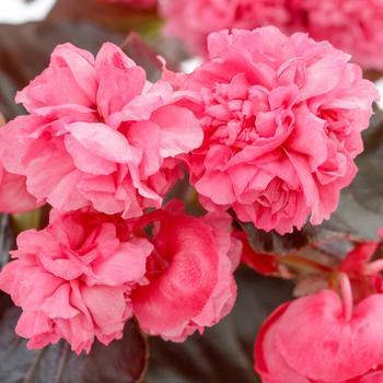 Begonia Birthday Bash™ Raspberry Sherbert