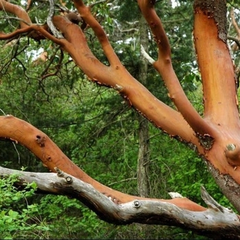 Arbutus menziesii